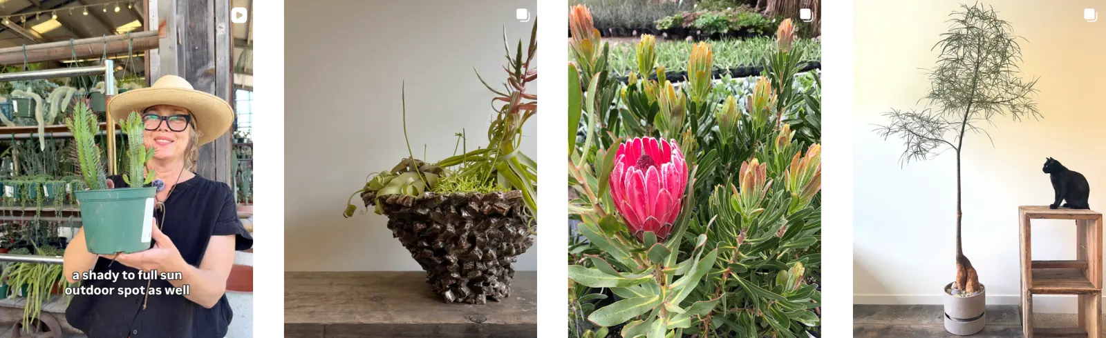A collage of four images: First, a woman wearing a wide-brimmed hat and glasses holding a pot of cactus plants; second, a hanging container with succulents and orchids placed on a wooden surface; third, a close-up of a succulent plant with pink and green leaves; fourth, an indoor decor featuring a potted tree with a black cat sitting on a wooden stand.
